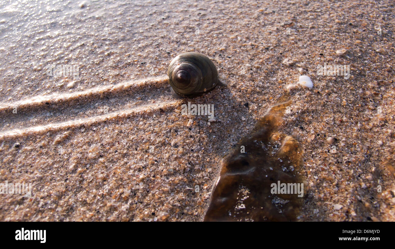 Periwinkle snail hires stock photography and images Alamy