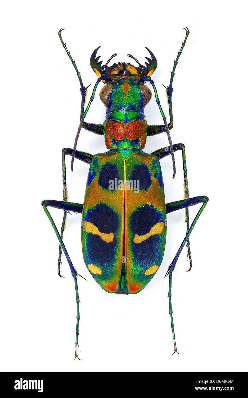 Exotic Tiger beetle Cicindela chinensis Stock Photo
