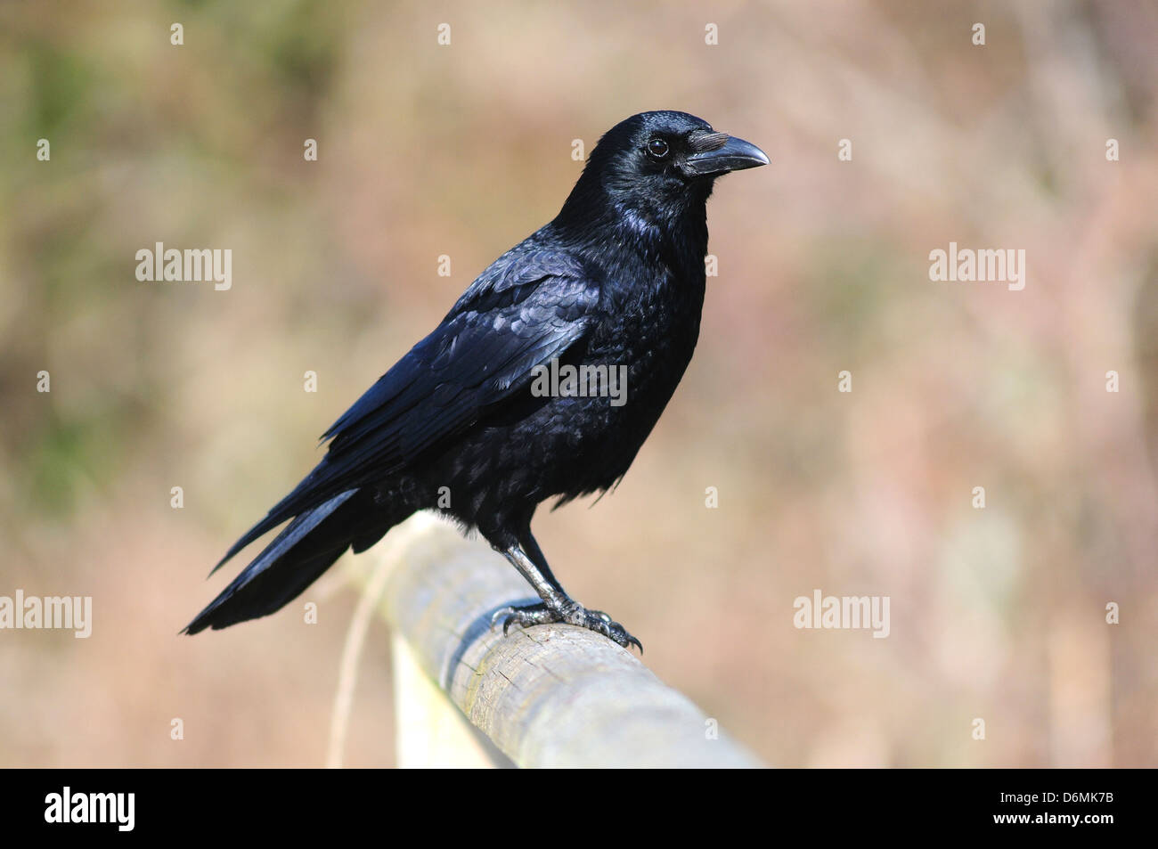 A carrion crow Stock Photo