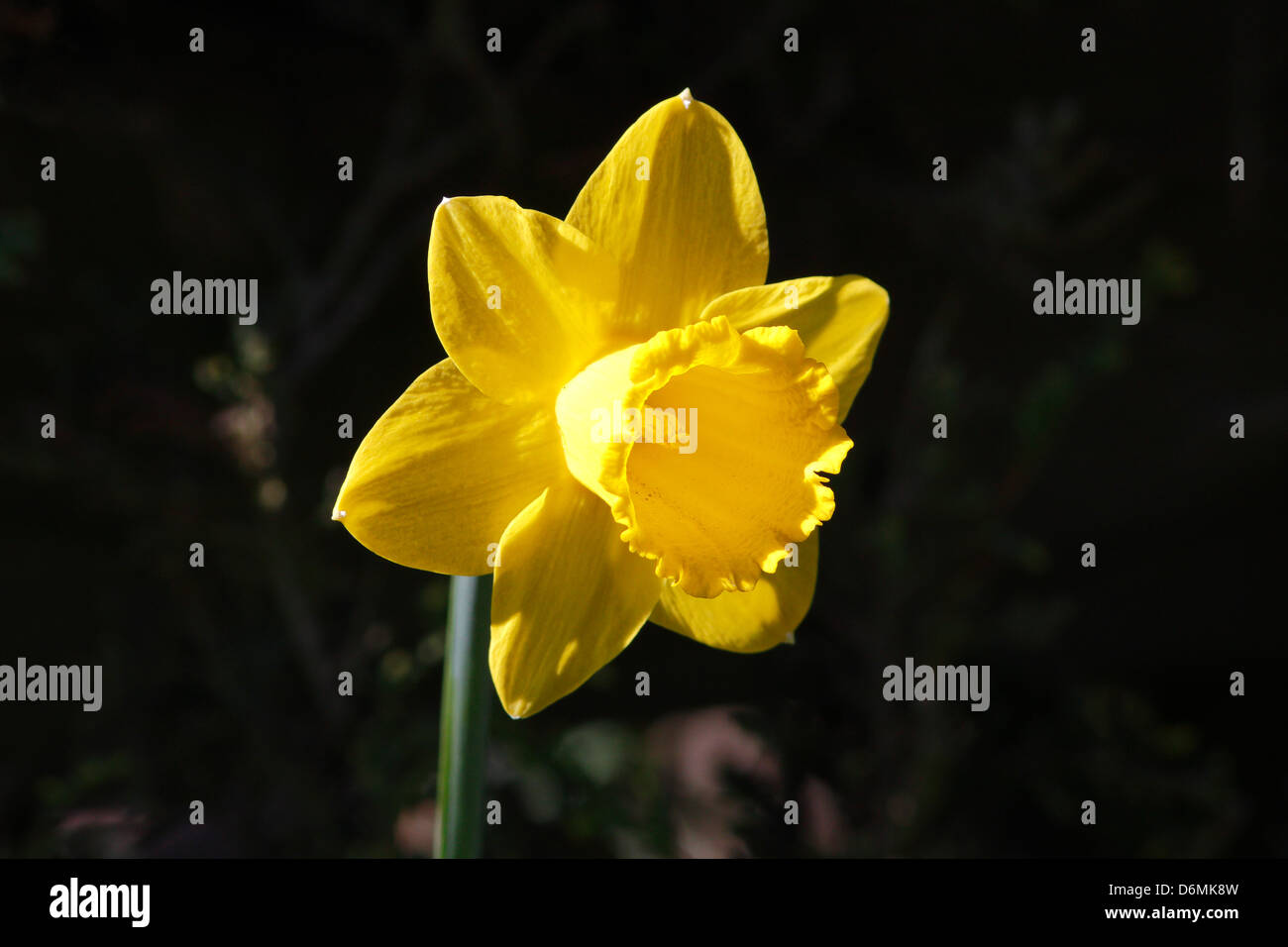 Head of yellow Daffodil (narcissus) Stock Photo