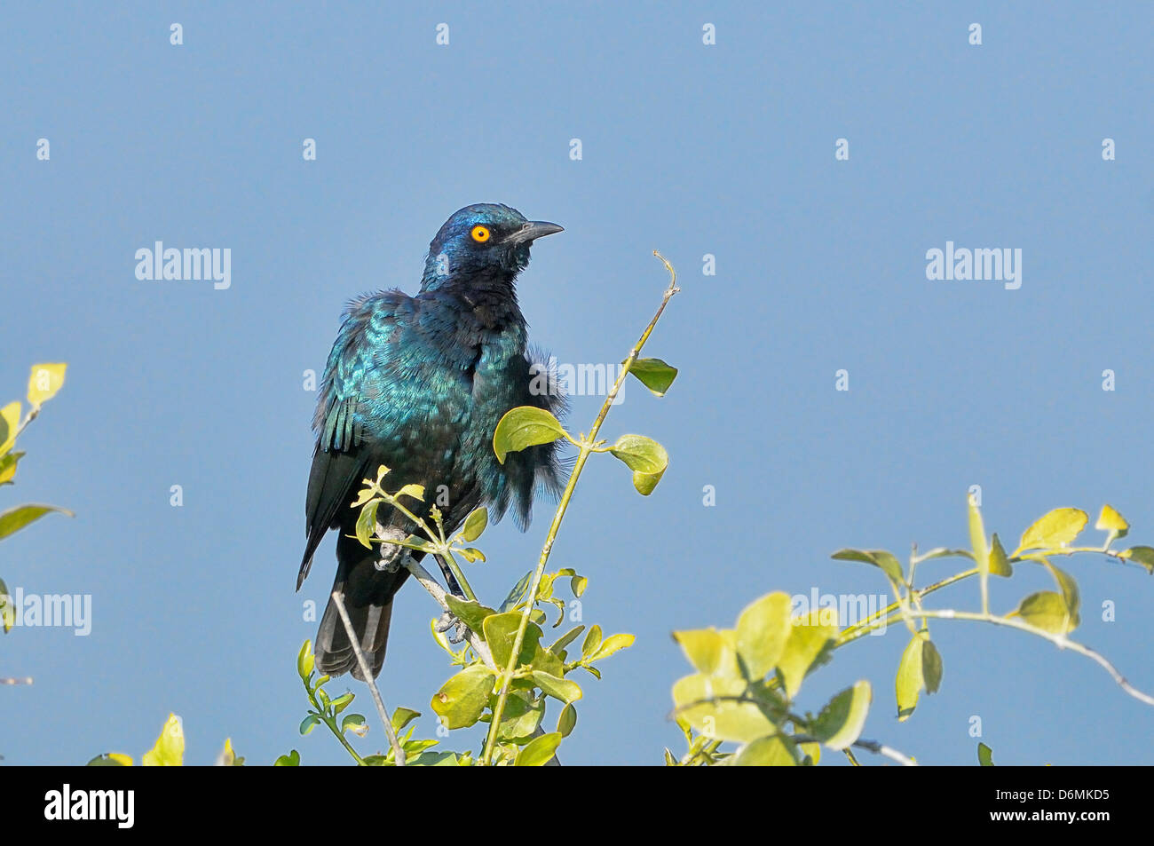 Cape Glossy Starling Lamprotornis nitens Photographed in Etosha National Park, Namibia Stock Photo