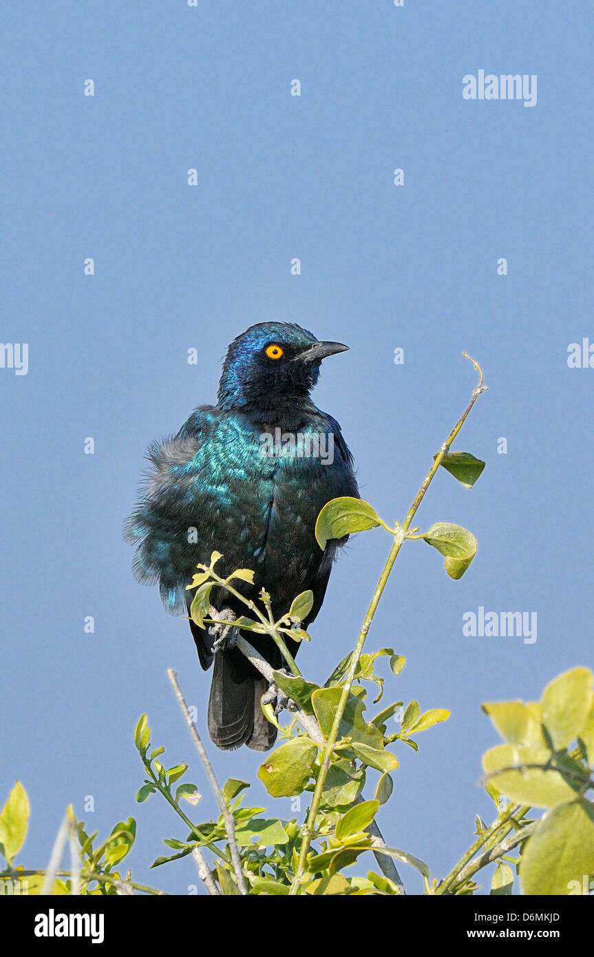 Cape Glossy Starling Lamprotornis nitens Photographed in Etosha National Park, Namibia Stock Photo