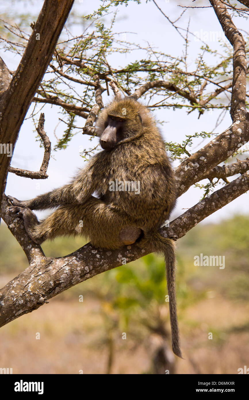 Serengeti National Park Tanzania Africa Stock Photo Alamy Serengeti National Park Tanzania Africa Stock Photo Alamy