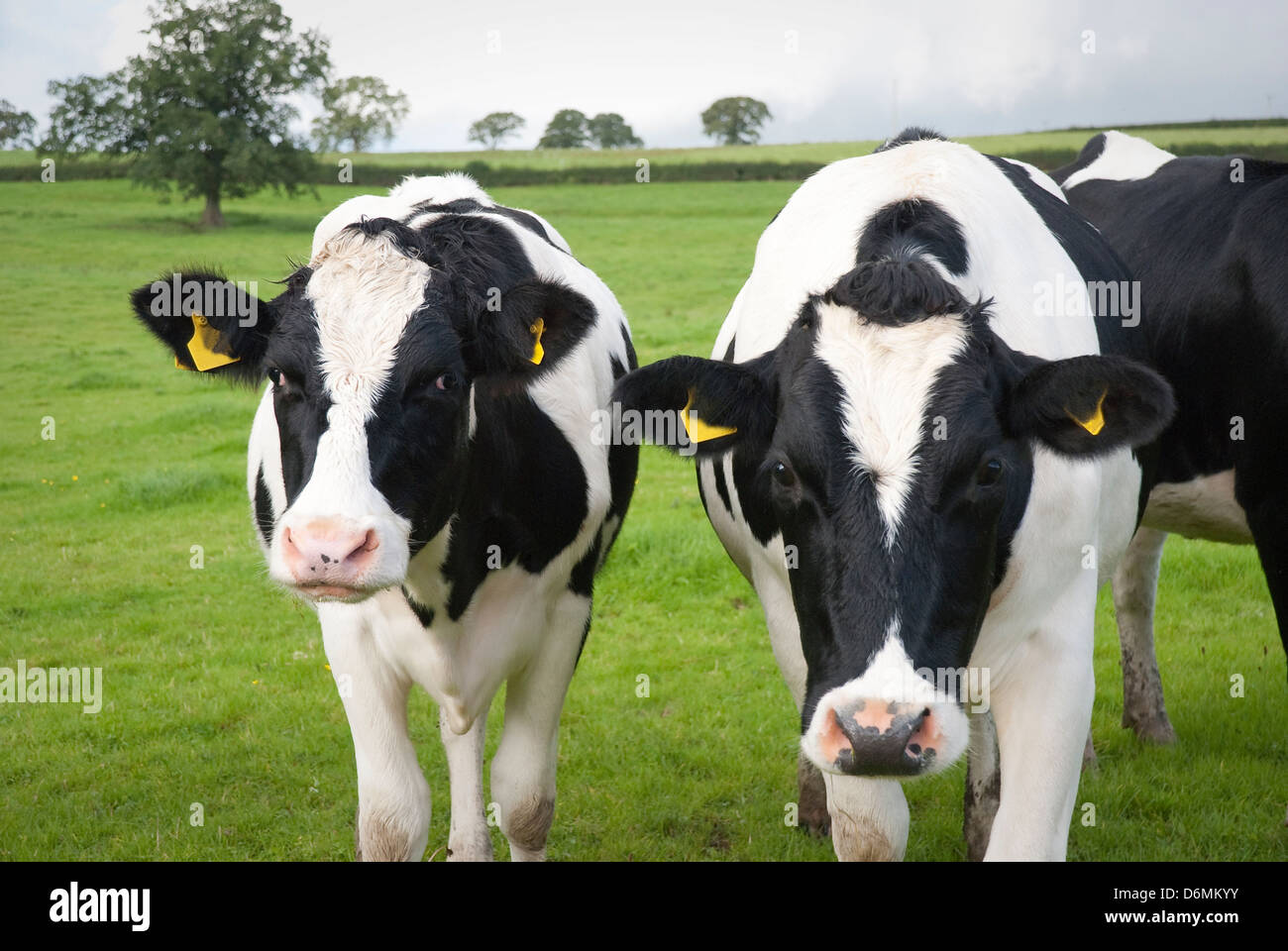 Dairy farm cows in Wiltshire, UK. Stock Photo