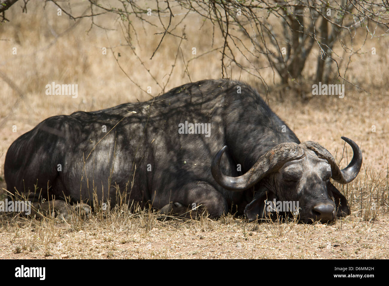African buffalo, Syncerus caffer, also called Cape buffalo, Serengeti National Park, Tanzania, Africa Stock Photo