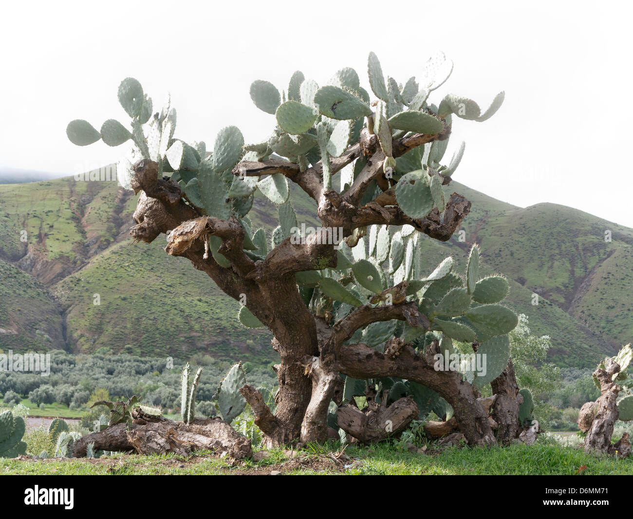 Prickly pear cactus growing in southern Morocco, North Africa Stock Photo