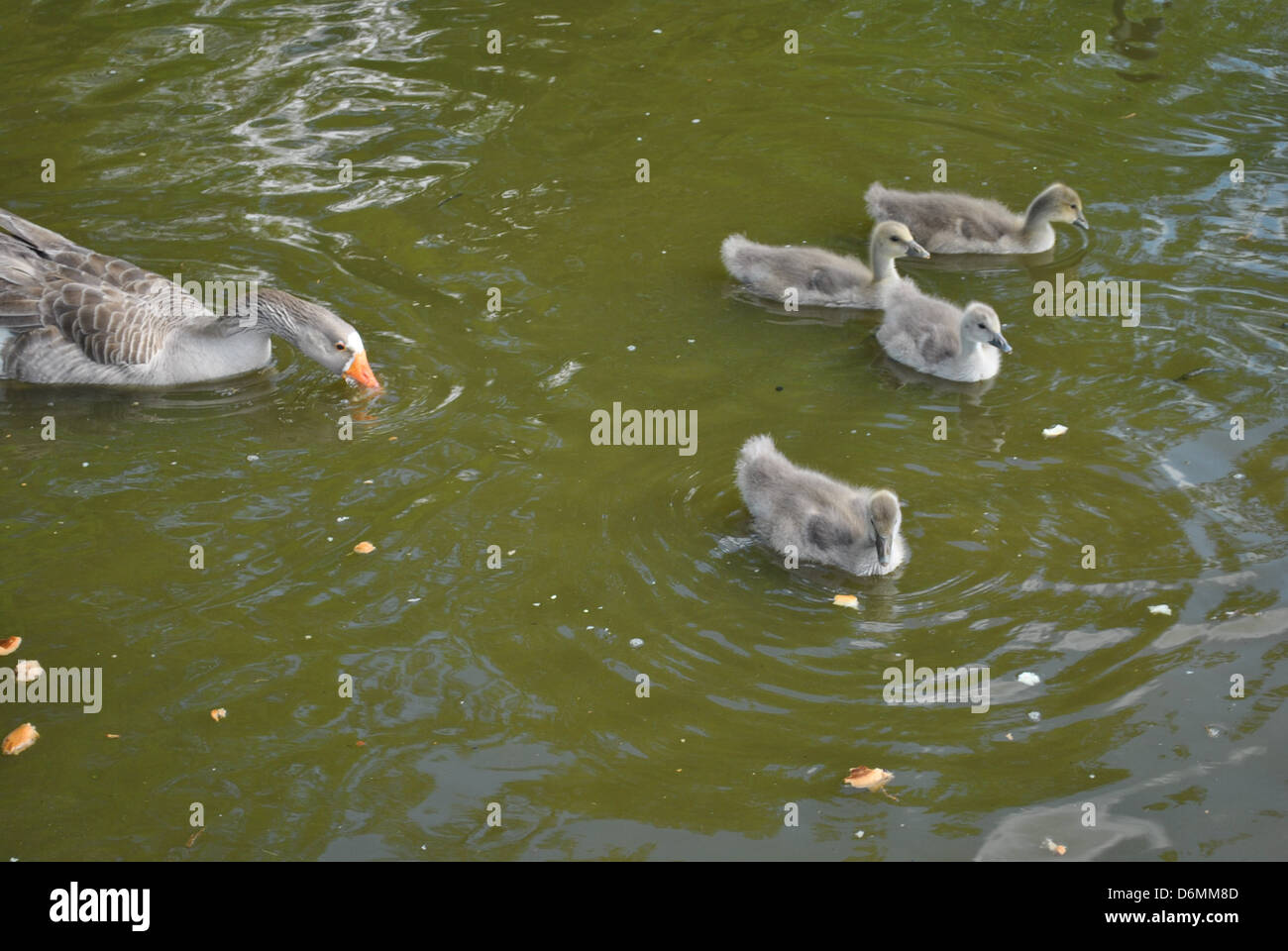 Baby ducks hires stock photography and images Alamy