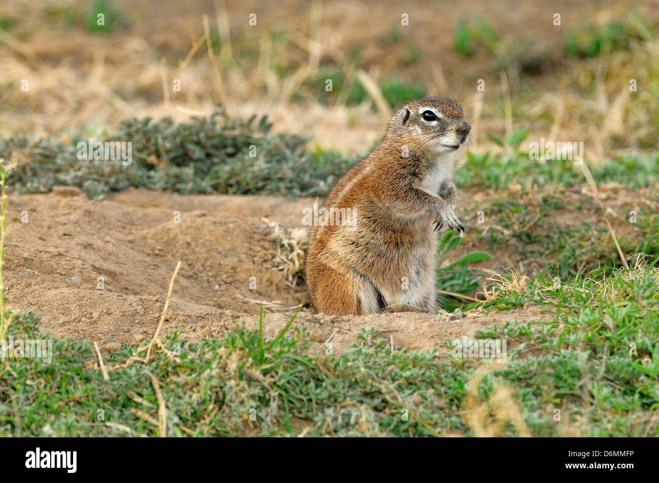 South African (Cape) Ground Squirrel Geosciurus inauris Photographed in Mountain Zebra National Park, South Africa Stock Photo