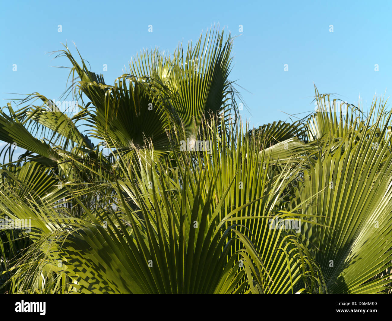 Close up of fan palm leaves taken from a rooftop and set against blue sky, Morocco, North Africa Stock Photo