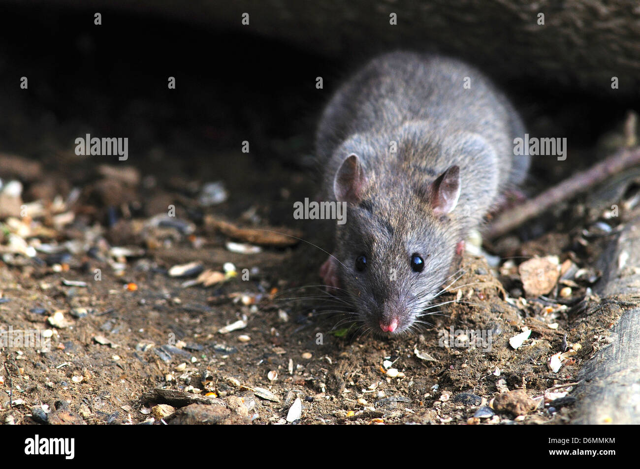 brown rat Stock Photo