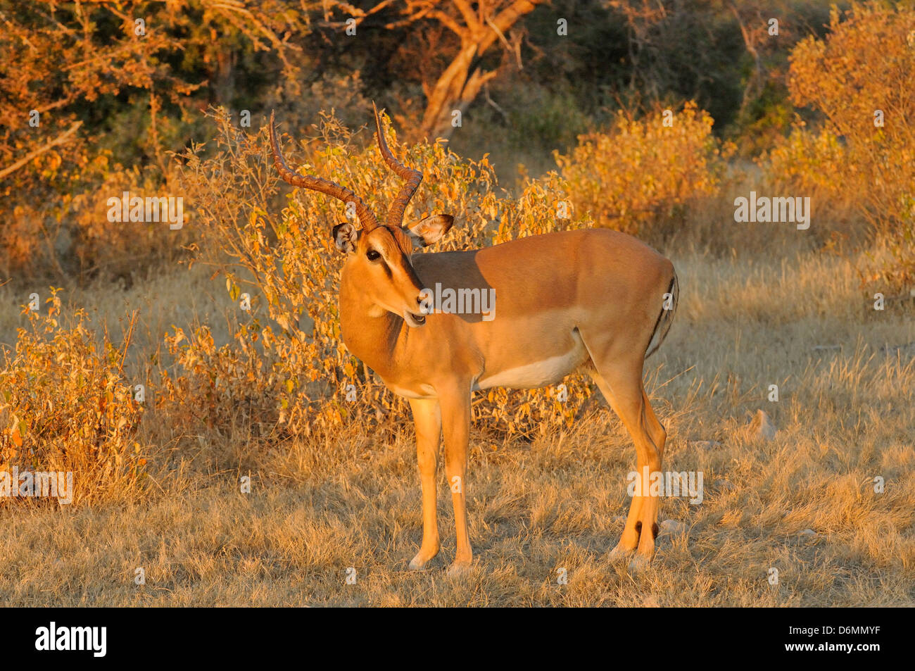 Black-faced Impala Aepyceros melampus petersi Photographed in South Africa Stock Photo