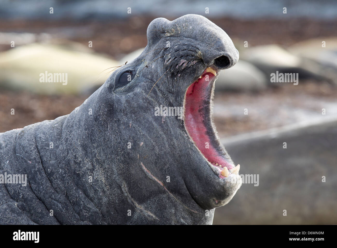 Southern Elephant Seal, Mirounga leonina, Südlicher See-Elefant, Sea Lion Island, Falkland Islands, young bull roaring Stock Photo