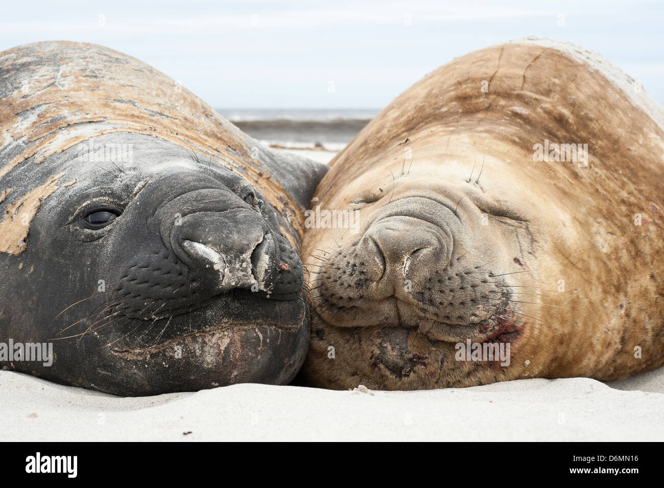 Southern Elephant Seal, Mirounga leonina, Südlicher See-Elefant, Sea Lion Island, Falkland Islands, two seals resting on beach Stock Photo