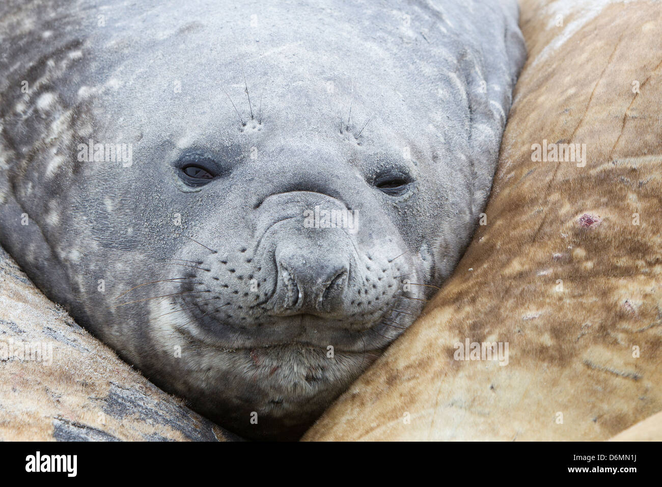 Southern Elephant Seal, Mirounga leonina, Südlicher See-Elefant, Sea Lion Island, Falkland Islands, young bull resting Stock Photo