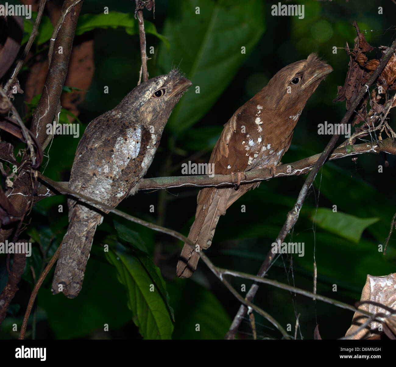 Sri Lanka Frogmouth  (Batrachostomus moniliger) Stock Photo