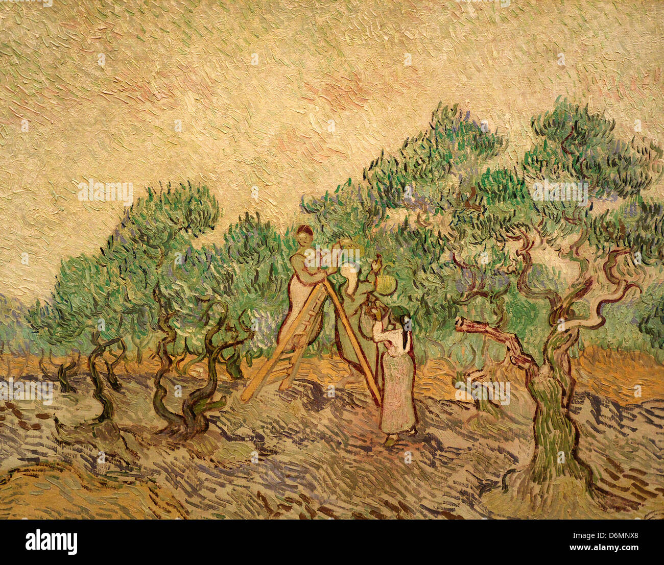 The Olive Orchard by Vincent Van Gogh Stock Photo
