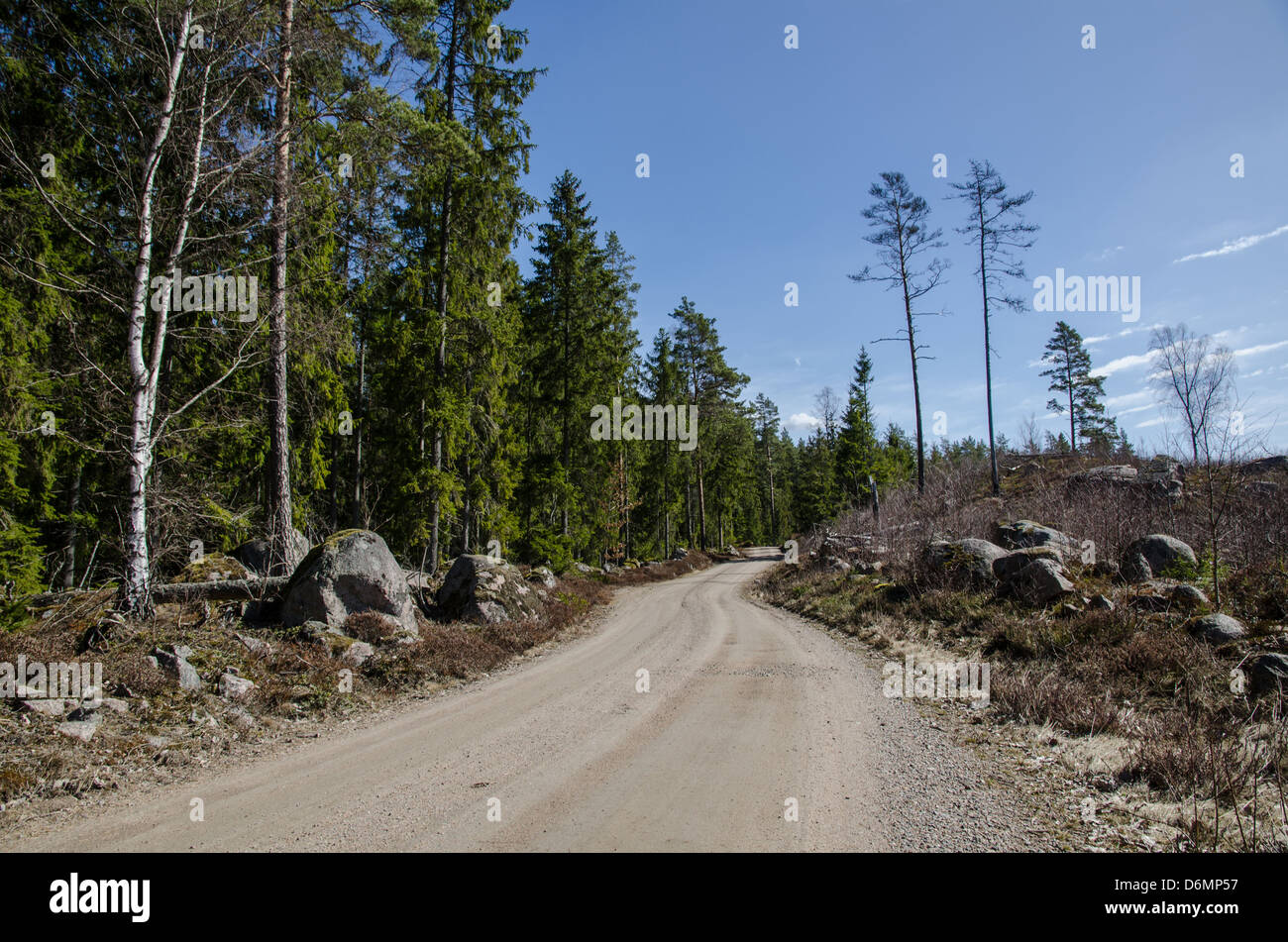 Dirt road with rocky road sides in a nordic coniferous forest. From the province Smaland in Sweden. Stock Photo