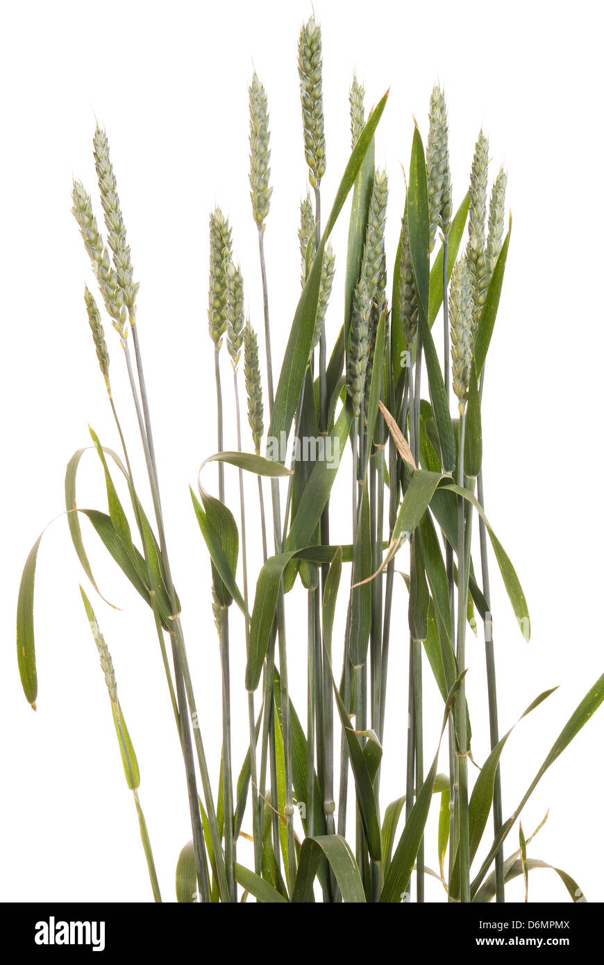 unripe green wheat on white background Stock Photo