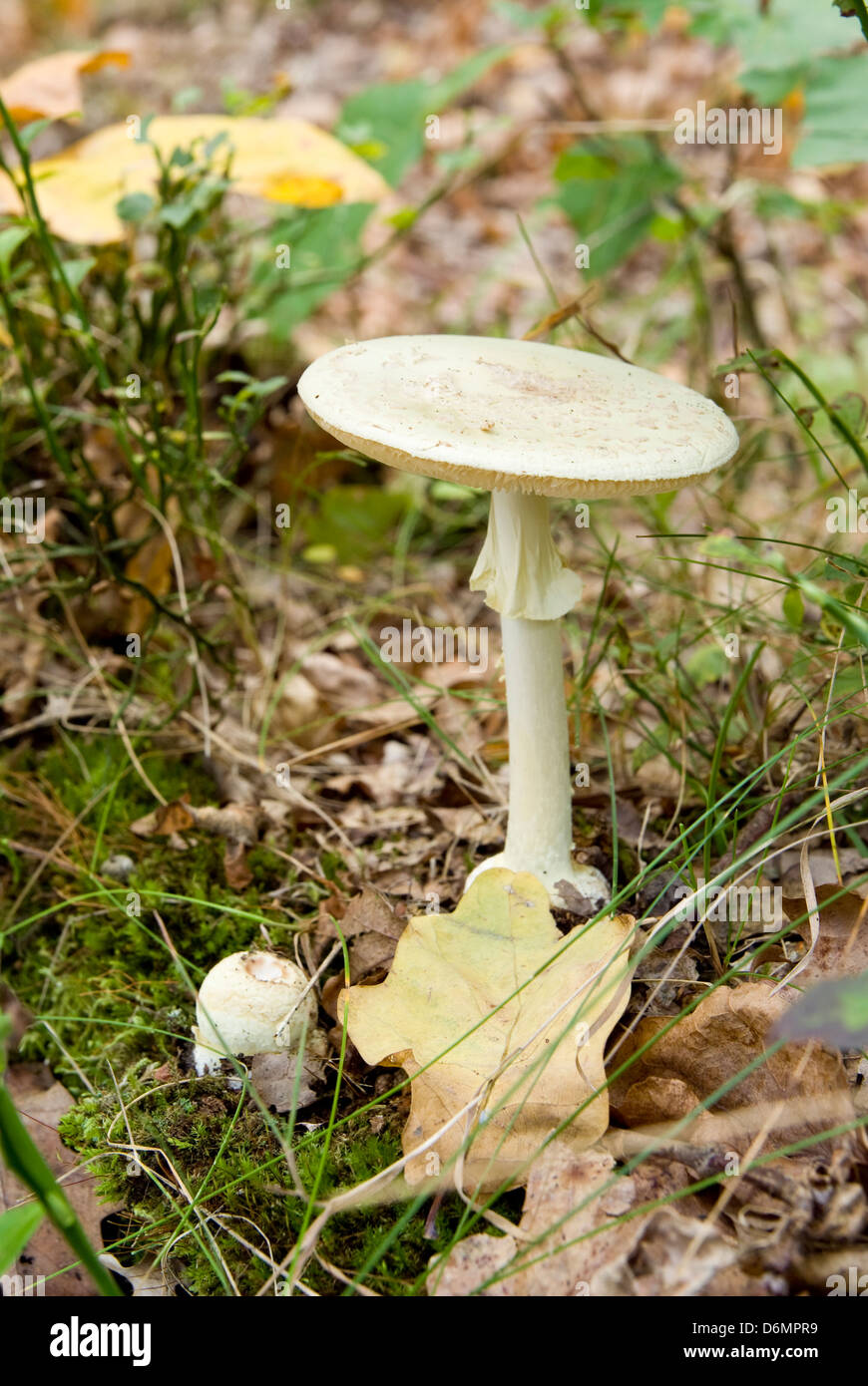 spotted mushroom poisonous in the grass Stock Photo