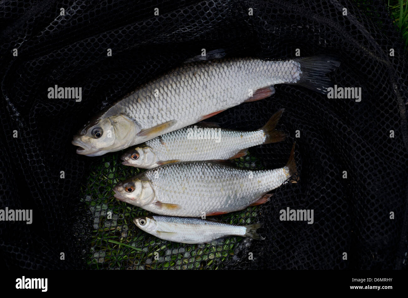 Canal fish chub, roach & bleak Stock Photo
