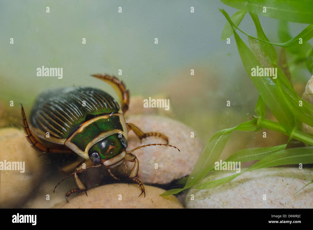 Great Diving Beetle Stock Photo