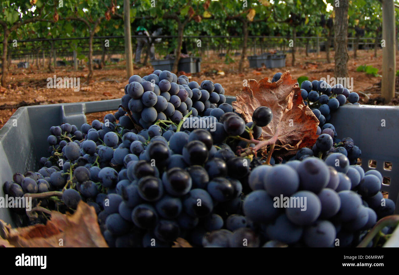 Grapes are seen during collecting season in a vineyard in the Spanish