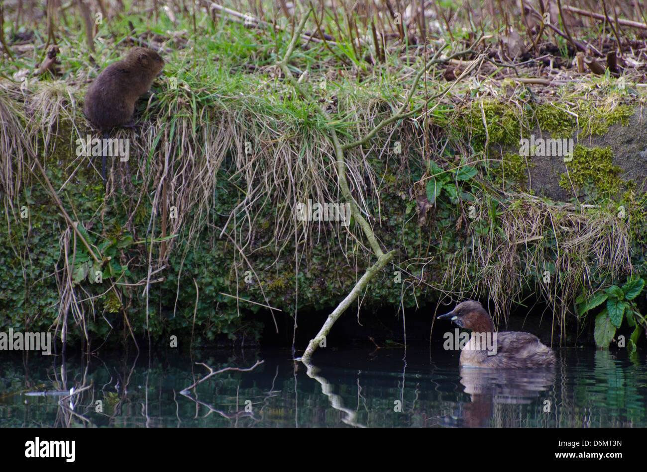 Water vole & Little grebe on cromford canal Stock Photo