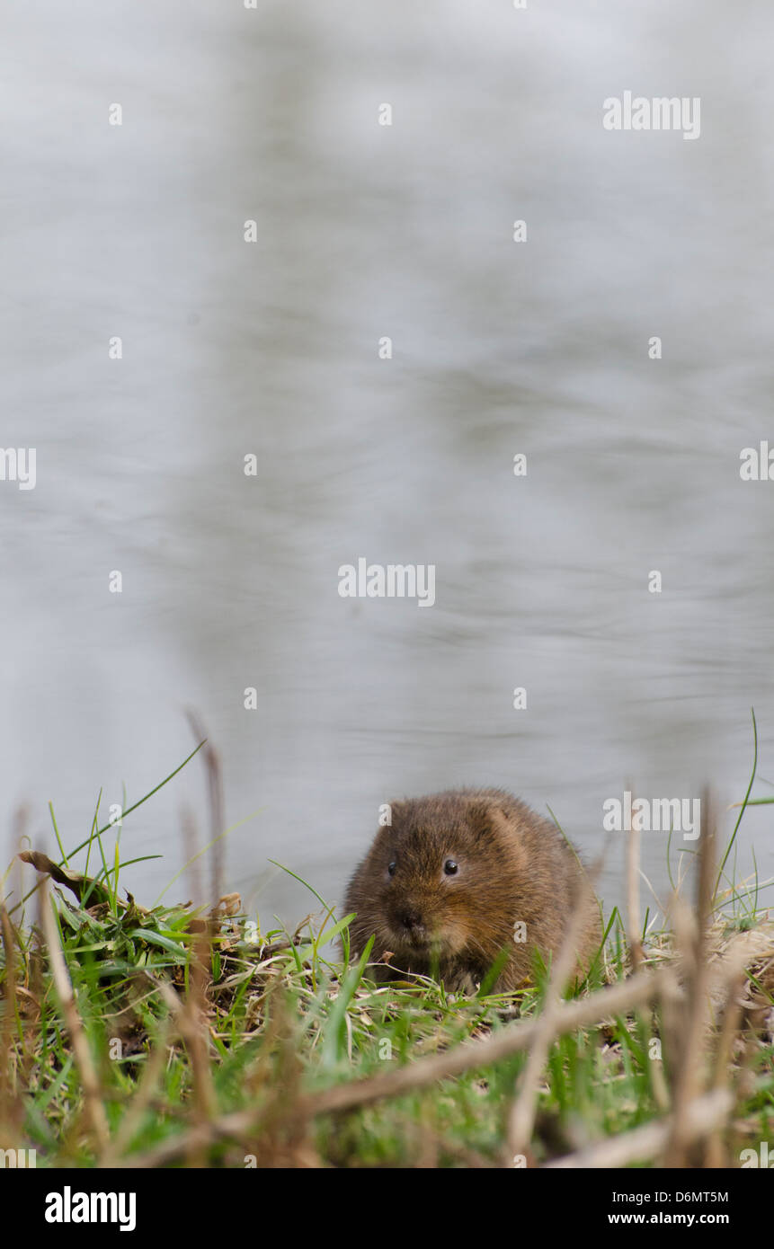 Water vole on cromford canal Stock Photo
