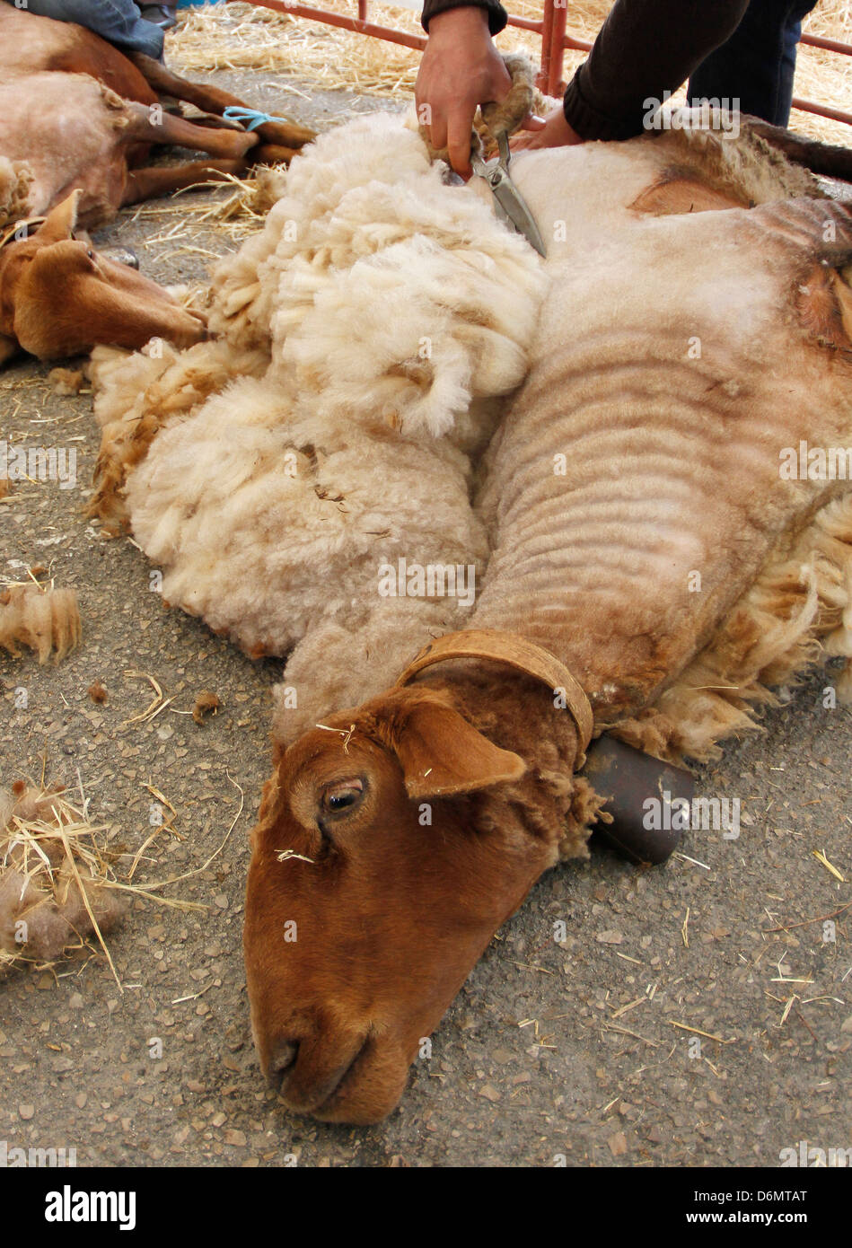 Sheep scissors hires stock photography and images Alamy