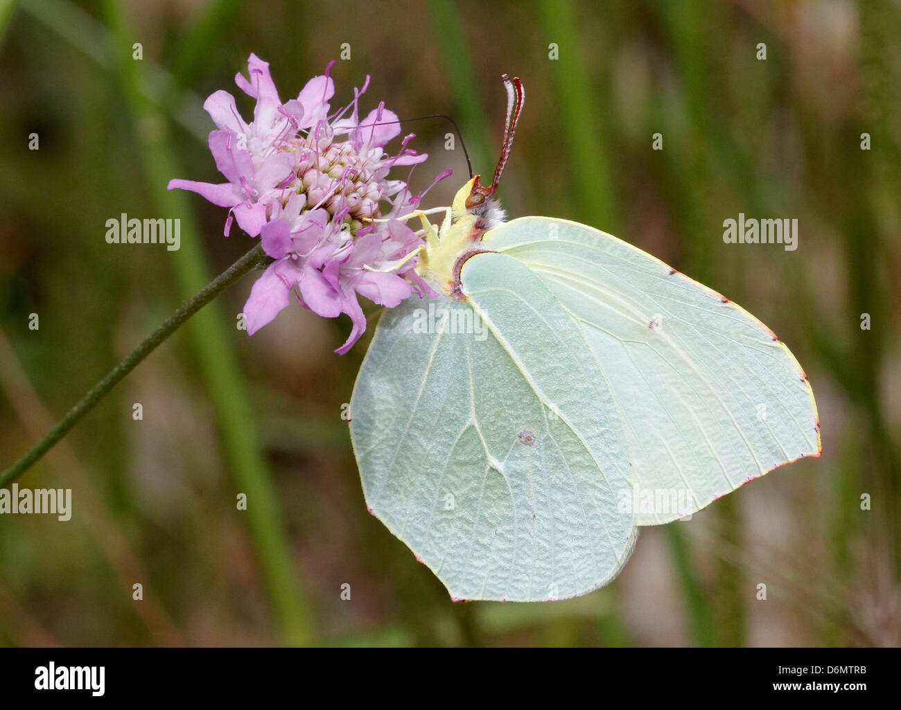 Gonepteryx cleopatra, femal, butterfly licking nectar Stock Photo