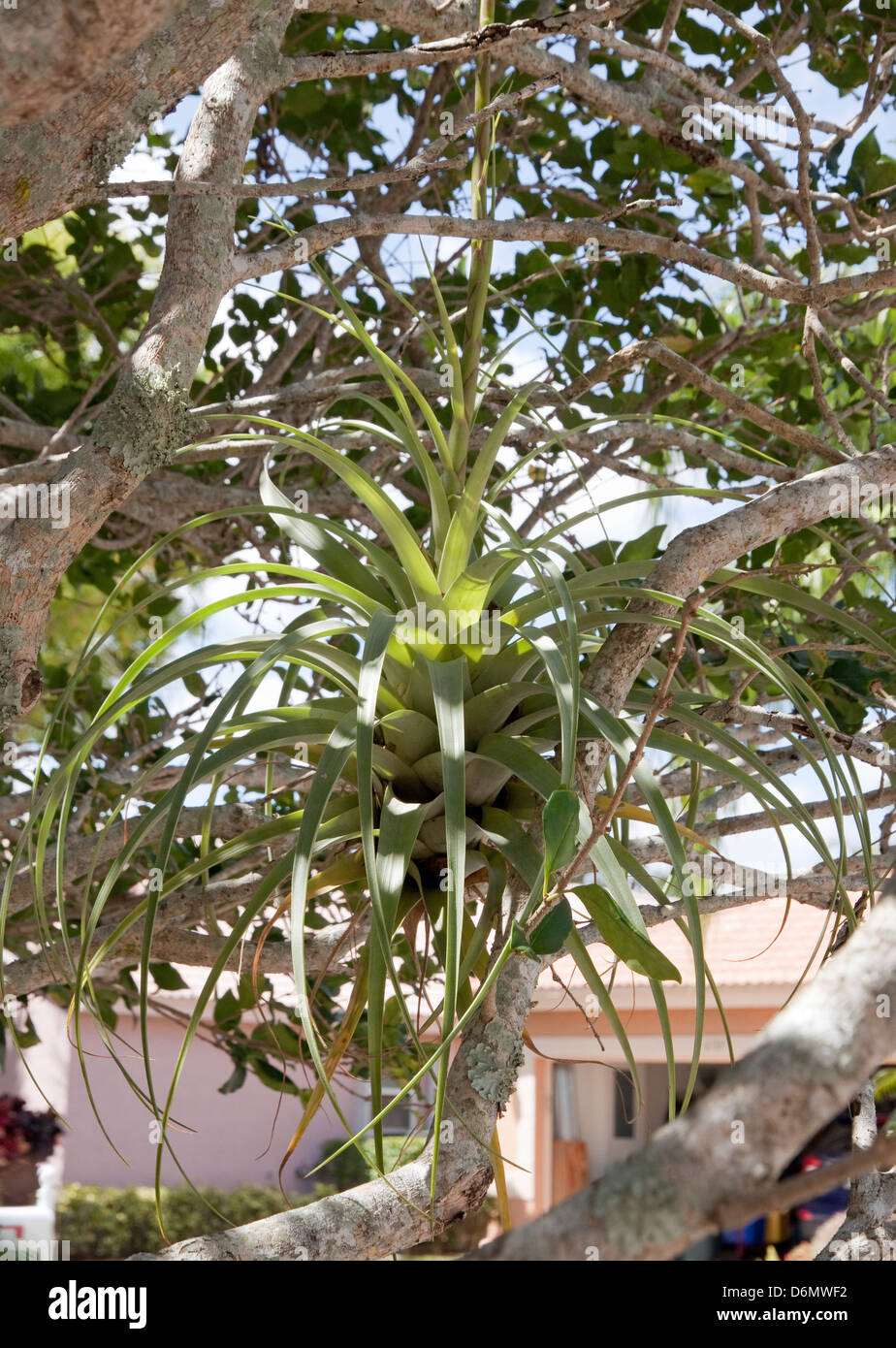 Tillandsia utriculata, largest Air Plant in the bromeliad family. An epiphyte which lives on a host tree, doesn't require soil. Southern Florida. Stock Photo
