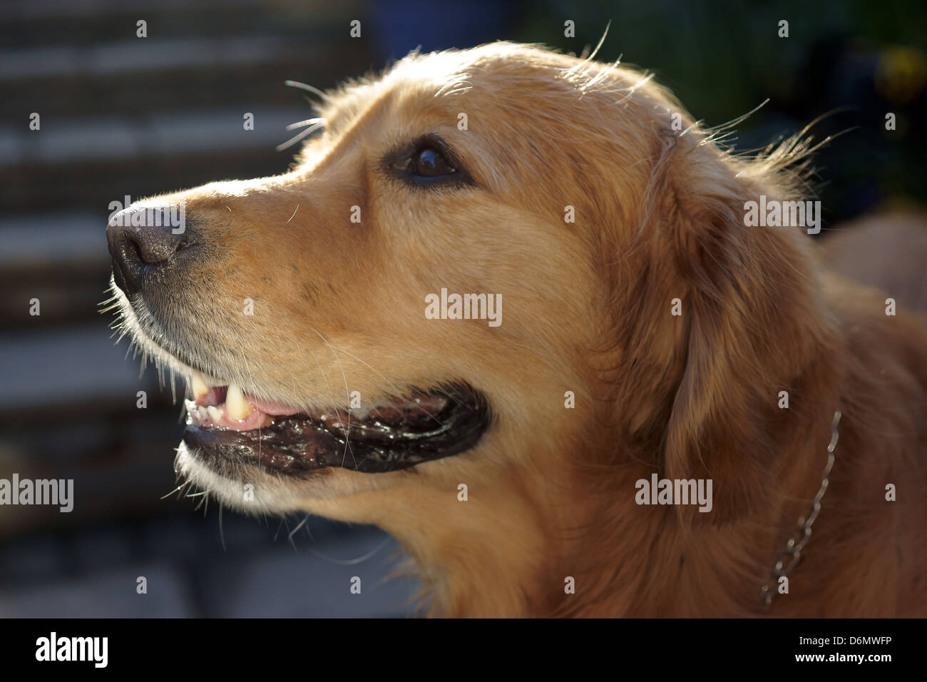 Do Dogs Need Their Face Whiskers