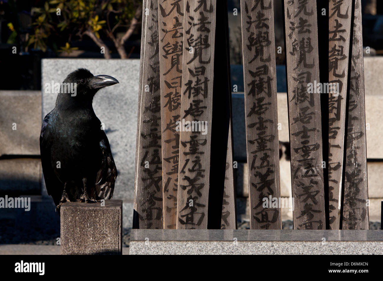 A large jungle crow sits on a grave by some toba tablets in Yanaka cemetery, Nippori, Tokyo, Japan. Stock Photo