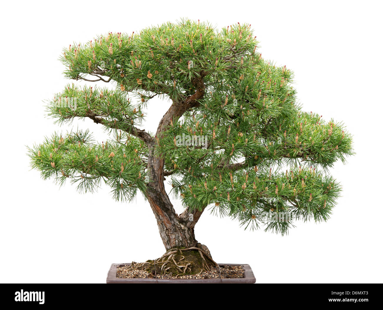 Scots pine. Green bonsai tree on white background. Stock Photo