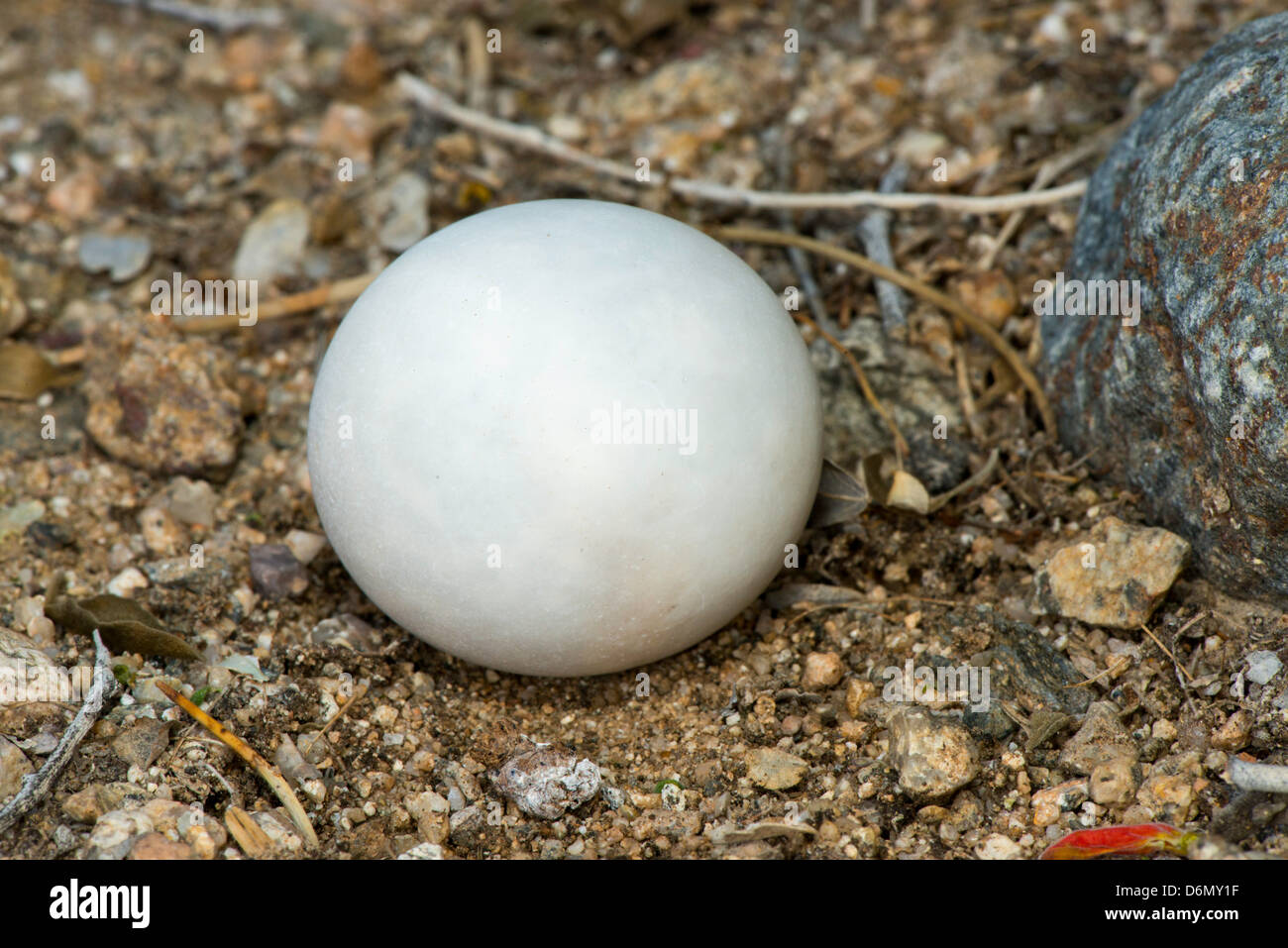 Agassiz's Desert Tortoise Gopherus agassizii near Mecca, California, United States 15 April Egg Testudinidae Stock Photo