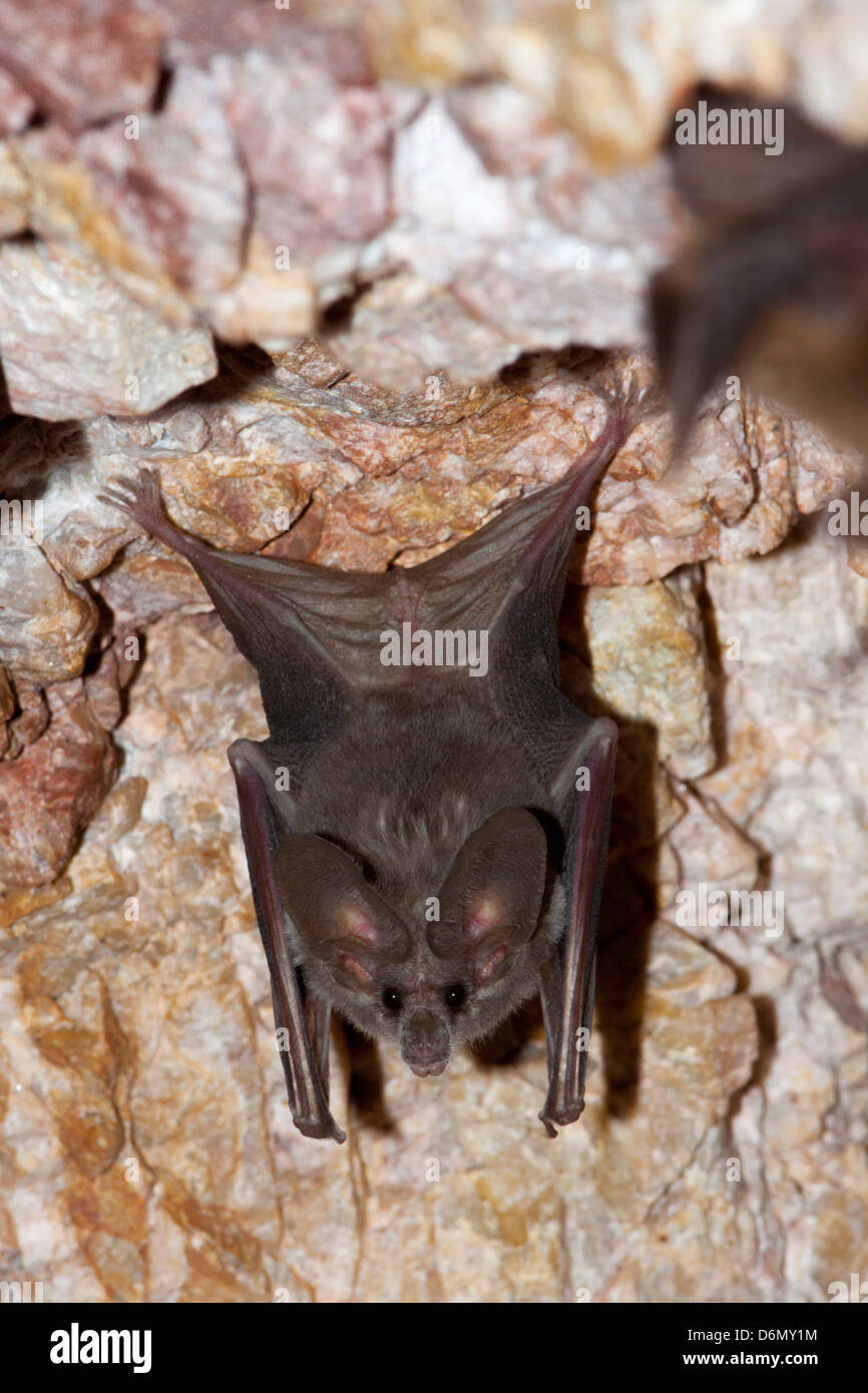 California Leaf-nosed Bat Macrotus californicus Harquahala Mountains, nw of Phoenix, Arizona, United States 17 April Adult Stock Photo