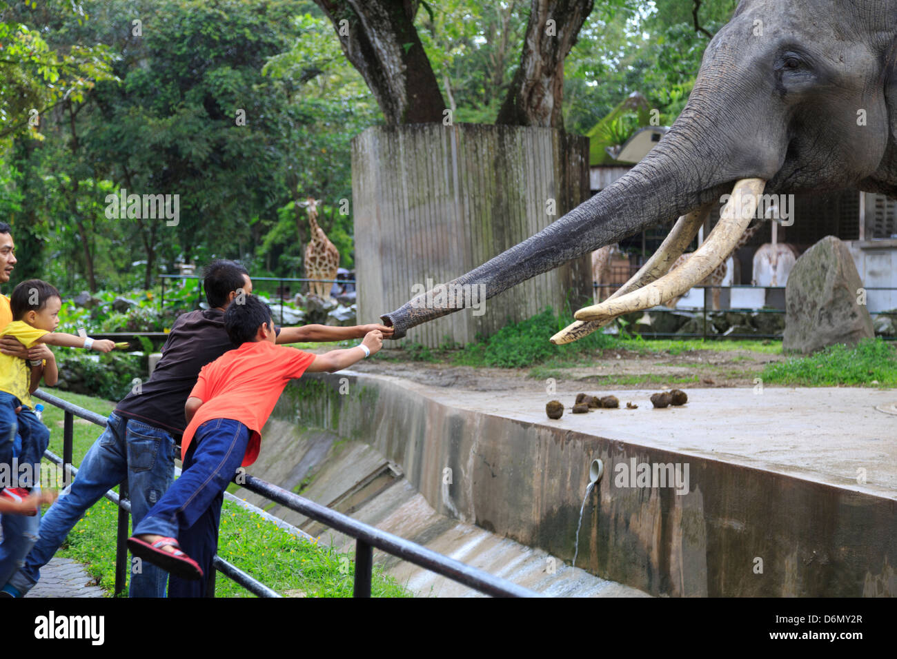 People feeding an elephant at Zoo Negara, National Zoo of Malaysia