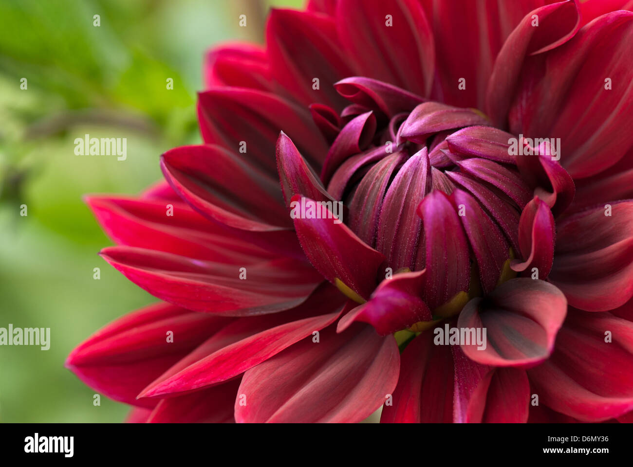 Full Bloom Dahlia High Resolution Stock Photography and Images - Alamy