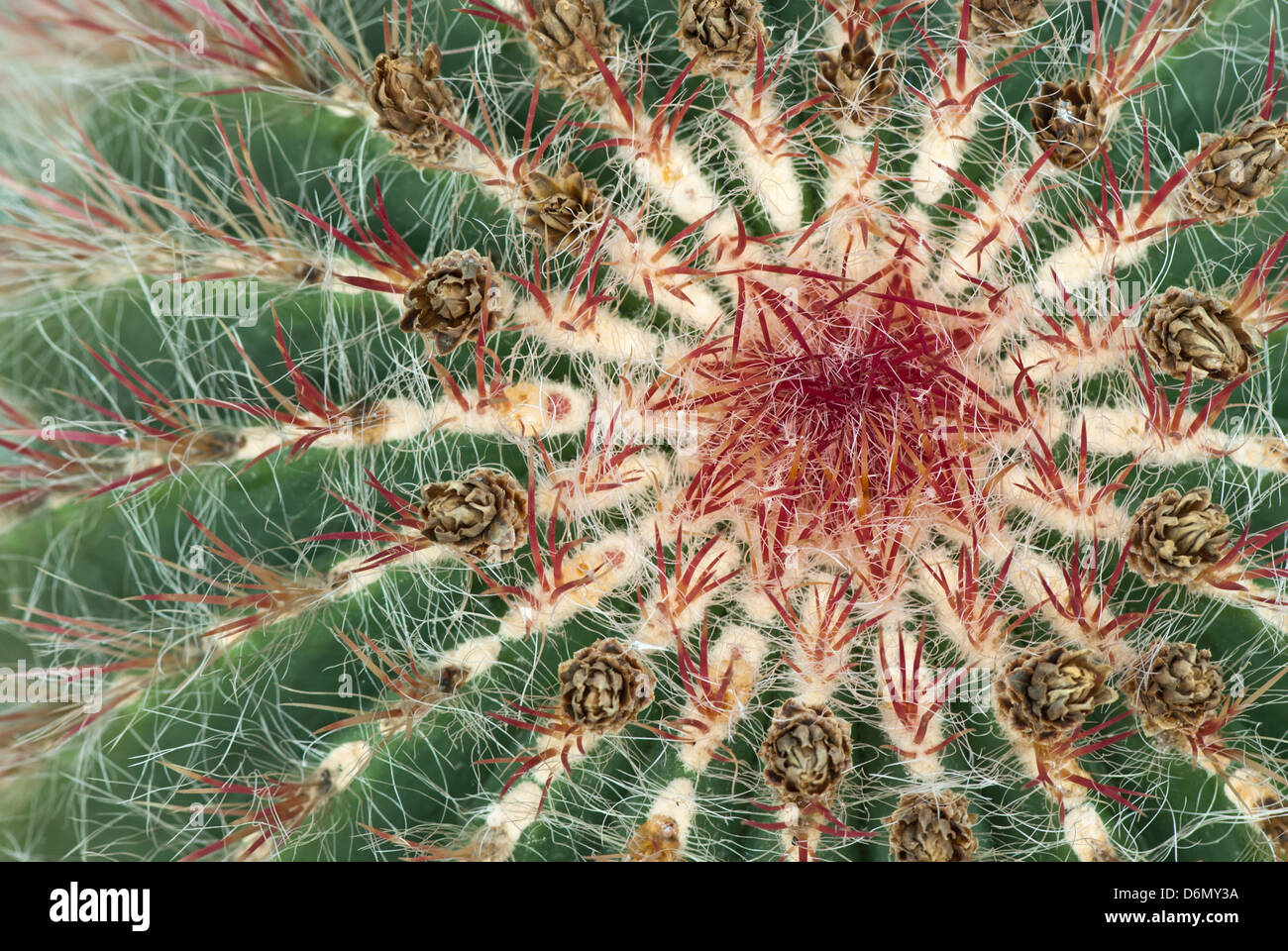 Close-up of exotic cactus with long red spines. Stock Photo