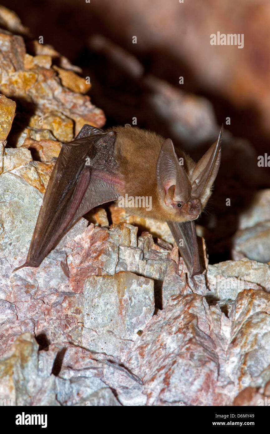 Big eared bat hi-res stock photography and images - Alamy