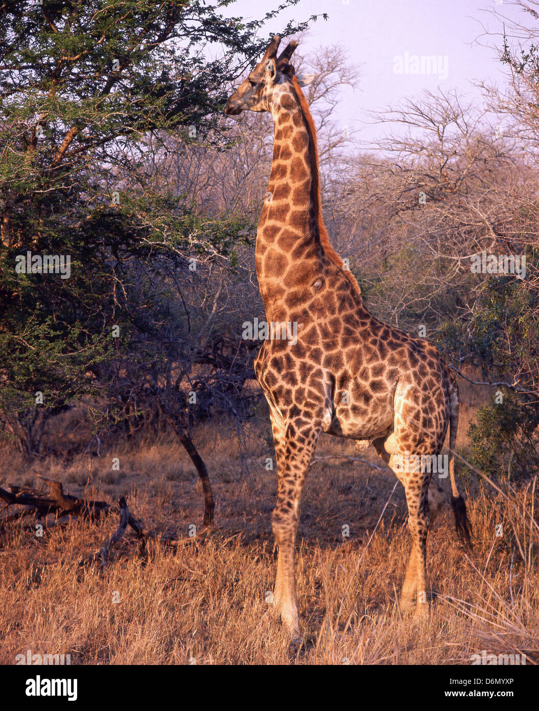 Giraffe standing in grasslands at sunset, Maasai Mara National Reserve, Narok County, Kenya Stock Photo