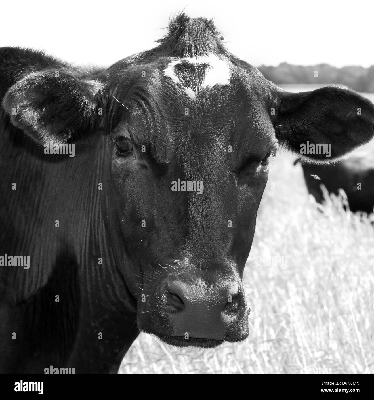 Cow and farms Black and White Stock Photos & Images - Alamy