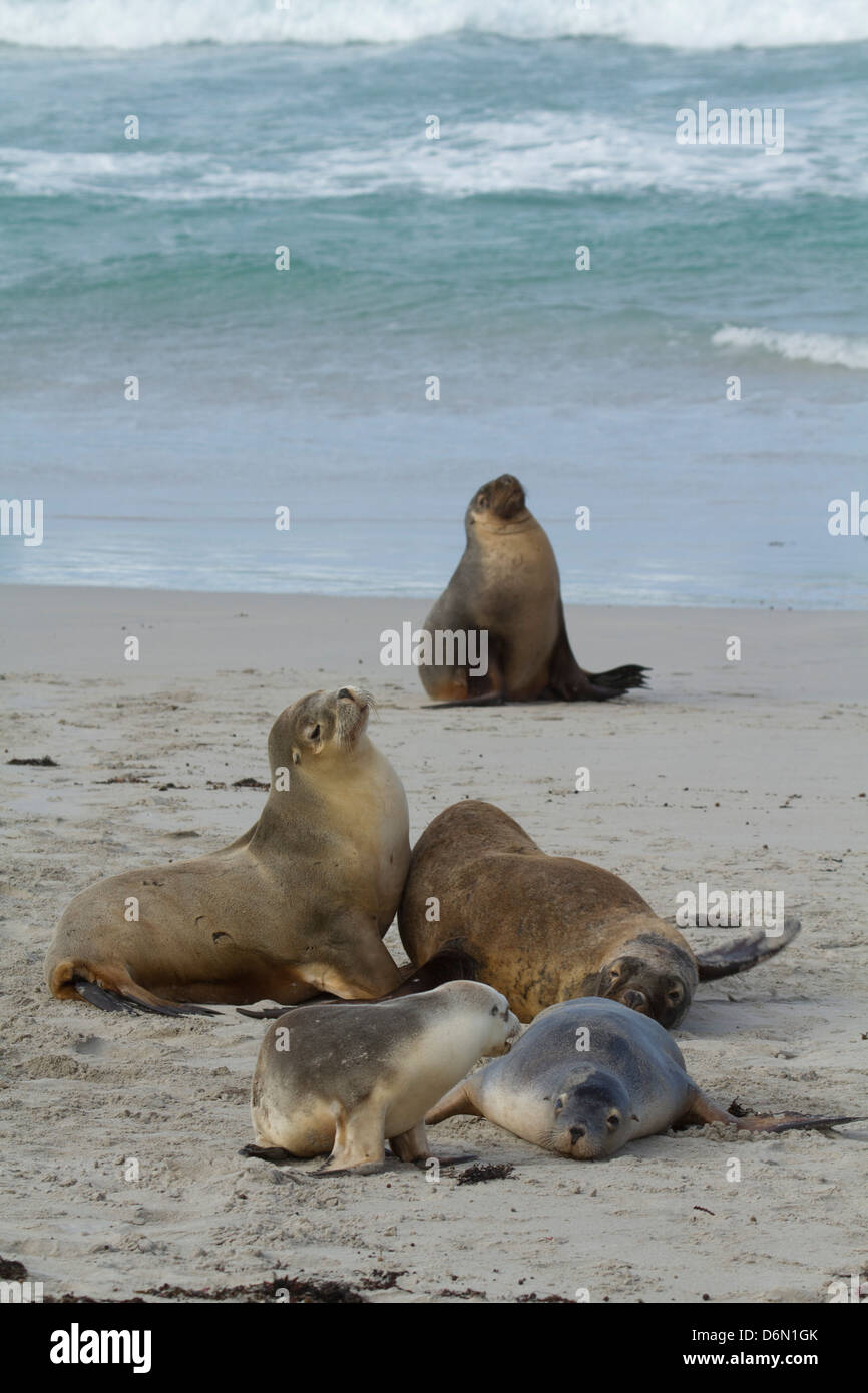Australian sea lions on Kangaroo Island Stock Photo Alamy