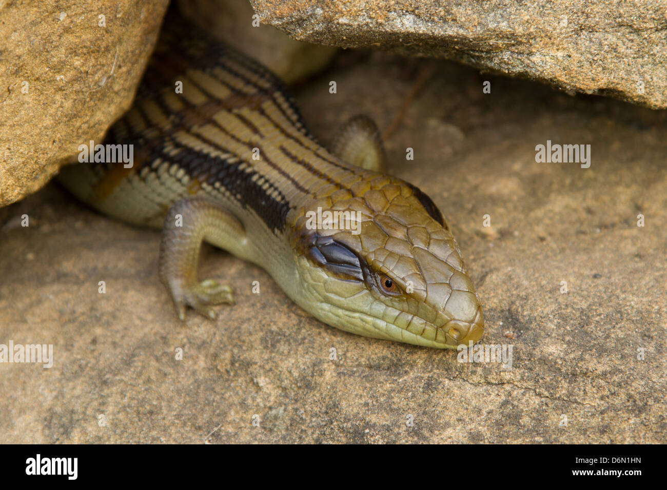 Australian reptile: Eastern blue-tongue lizard (Tiliqua scincoides). Stock Photo