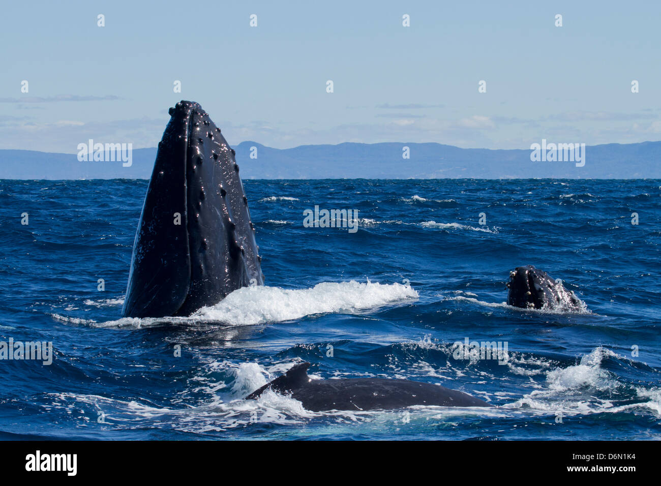 Humpback whales off New South Wales coast, Australia Stock Photo