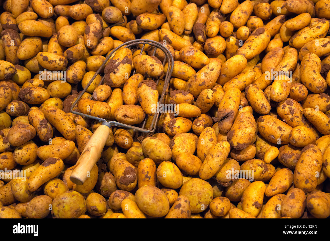 Herten, Germany shopping, potatoes from the farm shop Stock Photo