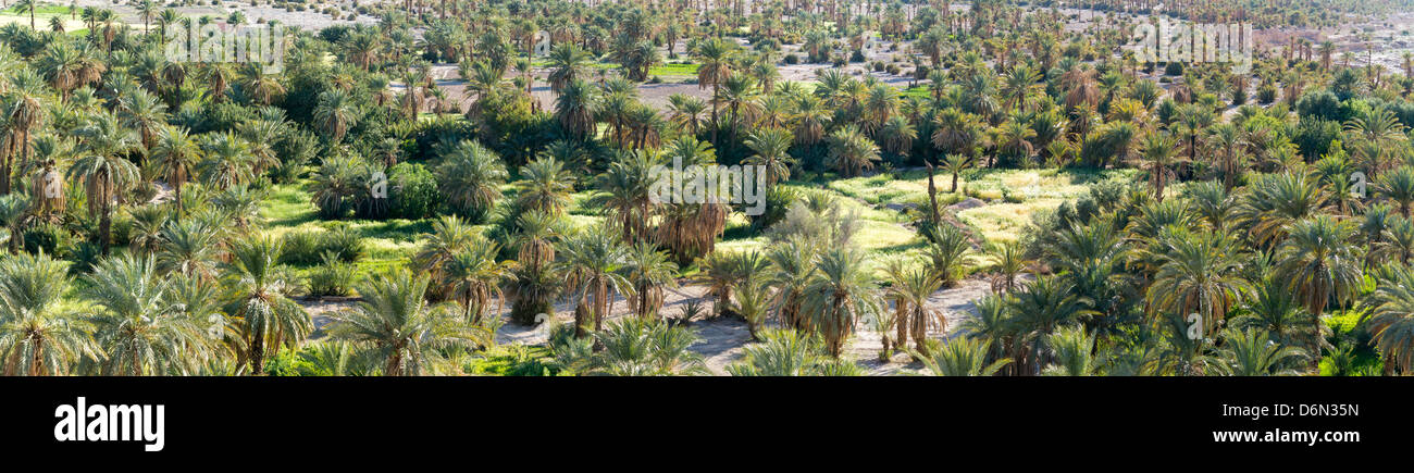 Panoramic shot of palm trees in the Draa Valley in the Agdz region, Zagora Province, of Morocco, North Africa Stock Photo
