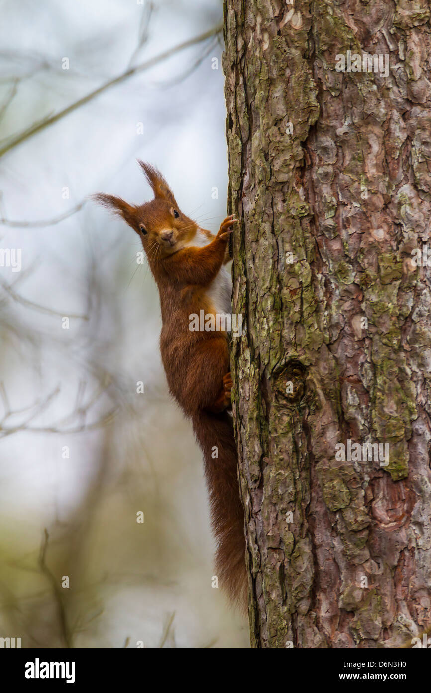 Red Squirrel. Sciurus valgaris (Rodentia) Stock Photo