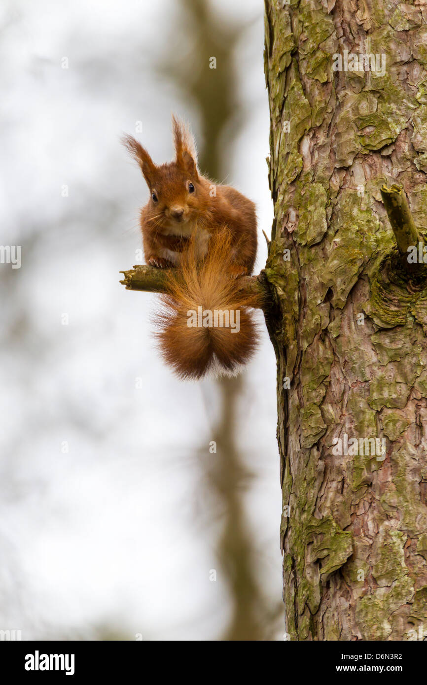 Red Squirrel. Sciurus valgaris (Rodentia) Stock Photo