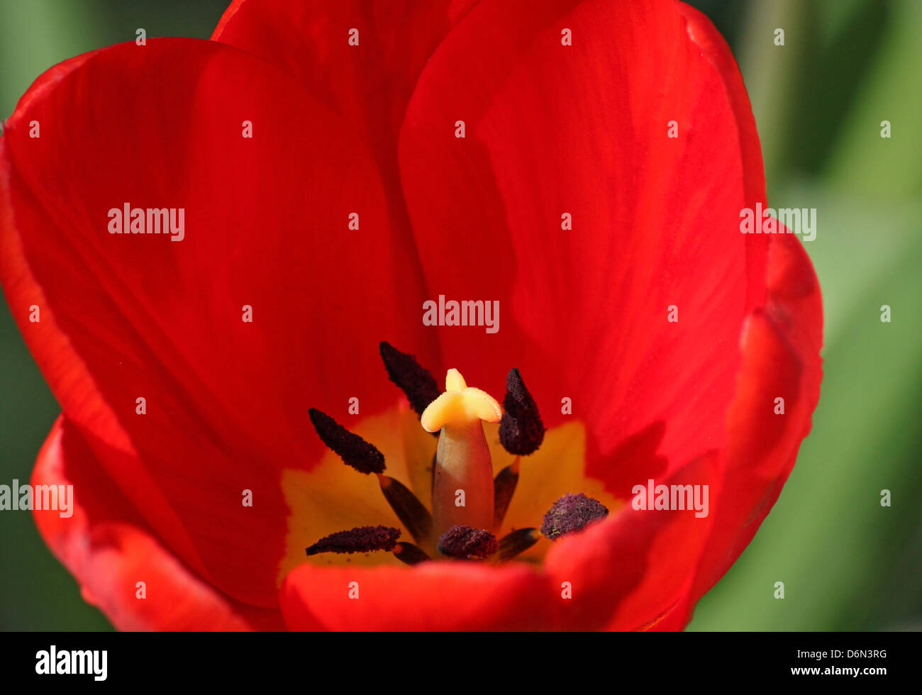 Tulip nature hi-res stock photography and images - Alamy